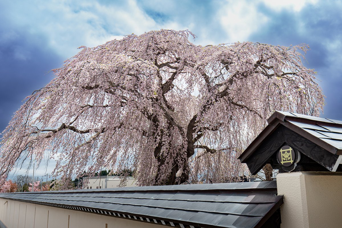 🌸 법귀사 (호키지) 이미지 3